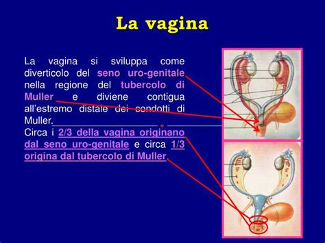 ghiandole skene|Eiaculazione femminile: cosè e come funziona lo。